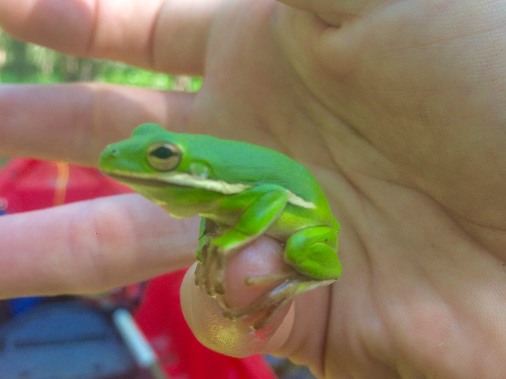 a hand holding a green frog