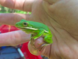 a hand holding a green frog