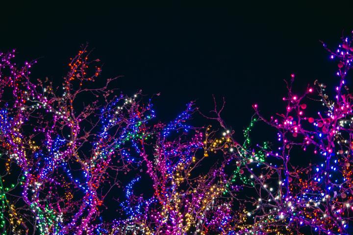 Trees with colorful lights on branches against a dark sky.